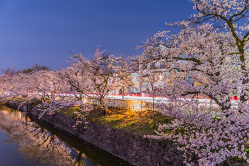 Fototapeta premium Cherry Blossoms at night in Matsumoto,Japan