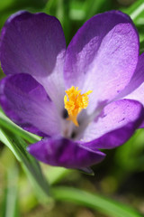 crocus blossom