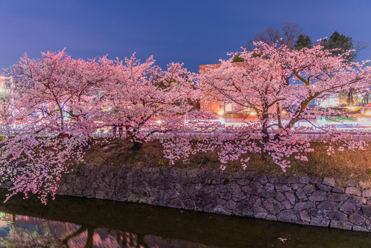 Cherry Blossoms at night in Matsumoto,Japan