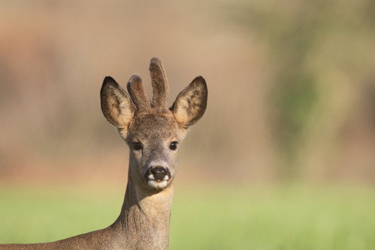 Brocard coiff&eacute;