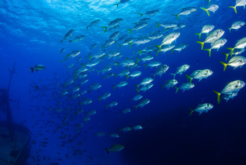Fototapeta na wymiar A school of horseeyed jacks patrol the ocean near a shipwreck. This group of silver fish with yellow fins live in the warm tropical Caribbean Sea