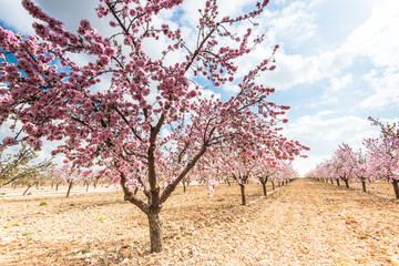 Spring blossom orchard. Beautiful nature scene  blooming tree .