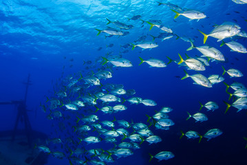 A school of horseyed jacks swim through the tropical water of grand cayman.  The fish are attracted to this area by an ecosystem that has been built on a sunken ship