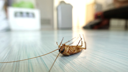 Dead cockroach on the floor - obrazy, fototapety, plakaty