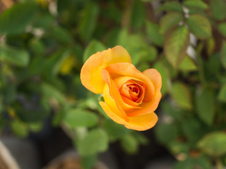 Yellow Red Rose Blooming