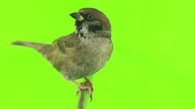 sparrow  isolations on a green  screen