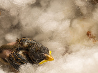 Baby Flapper Bird Sleeping