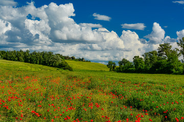Tuscan hills in the spring