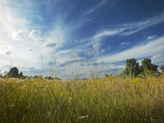 Summer meadow