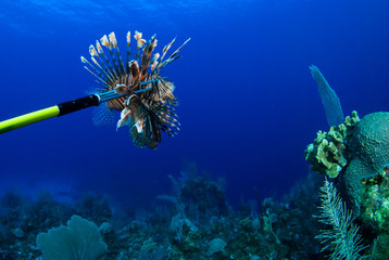 This invasive red lionfish has been captured by a scuba diver who wants to remove the harmful...