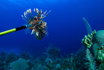 This invasive red lionfish has been captured by a scuba diver who wants to remove the harmful creature from the reef to prevent further damage to the complexe ecosystem on the caribbean reefs © drew