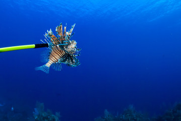 Fototapeta na wymiar This invasive red lionfish has been captured by a scuba diver who wants to remove the harmful creature from the reef to prevent further damage to the complexe ecosystem on the caribbean reefs