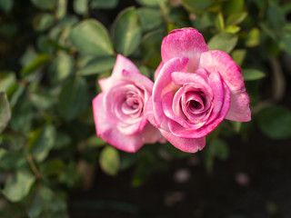 White Pink Rose Blooming