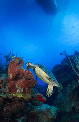 Fototapeta premium A lone hawsbill turtle is happy in his natural environment of the tropical Caribbean waters. The reef system is home to creatures like this and these turtles can often be seen swimming underwater here