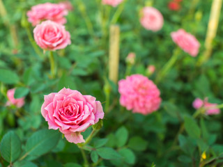 Pink Roses Blooming in The Field