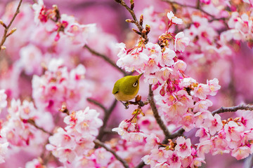 The Japanese White eye.The background is winter cherry blossoms. Located in Tokyo Prefecture Japan.