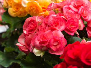 Pink Begonia Flower Blooming