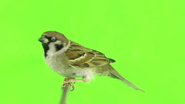 sparrow  isolations on a green  screen