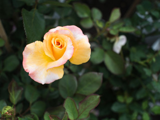 Yellow White Rose Blooming