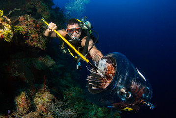 A scuba diver hunts underwater for invasive lionfish in order to remove them from the tropical caribbean reef. The environmentally destructive species is often sold to restaurants for people to eat