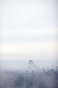misty morning field and trees