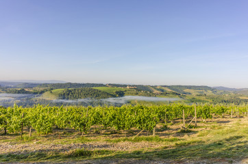 Fototapeta premium Vineyard