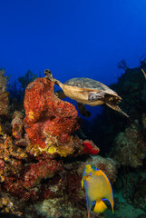 Fototapeta na wymiar A hawksbill turtle in the Caribbean sea near Grand Cayman enjoys life on the reef. Food comes in the form of a delicious sponge coral