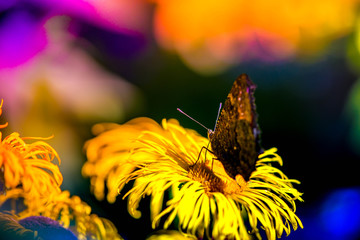 Fototapete bei efototapeten.de bestellen   