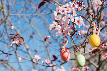 Decorative Easter eggs hanging on sakura branch with tender blossom, bright blue sky, sunlight, greeting card template