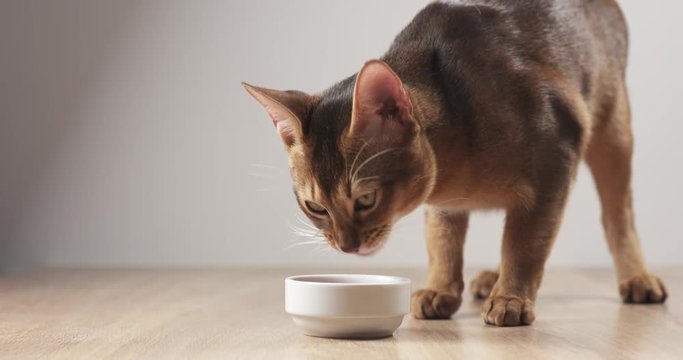 Slow motion of abyssinian cat eating meat from bowl on table, 4k 60fps prores footage
