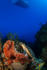 Fototapeta na wymiar A hawksbill turtle inspecting the coral on a healthy reef in the Cayman Islands. This reptile is a vital part of a delicate ecosystem that keeps this delightful section of underwater world alive.
