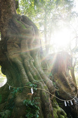 Big camphor tree of Kinomiya shrine