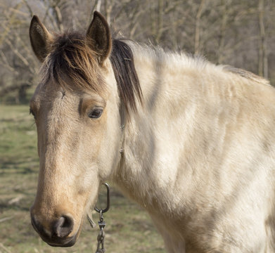 Horse portrait