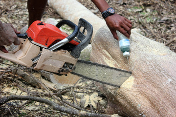 Workers are using a chainsaw sawing trees with sawdust around. 