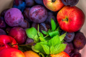 Autumn harvest. Macro shot of a freshly picked red ripe apple next to bright green peppermint leaves and dark pink plums in a basket in the middle of a garden on a sunny day

