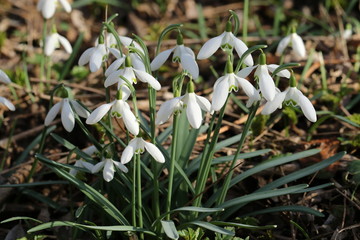 Snowdrops in bloom
