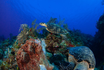 Two hungry hawksbill turtles enjoys eating a delicious soft sponge coral on the warm water tropical reef in Grand Cayman. These peaceful creatures are part of a complex ecosystem in this saty ocean