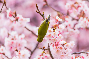 The Japanese White eye.The background is winter cherry blossoms.