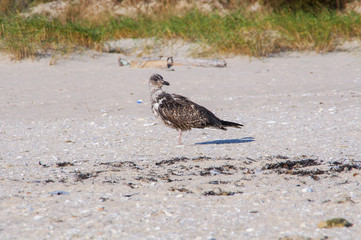 Gaviota vieja