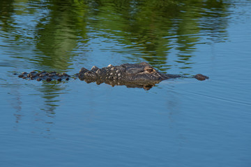 Alligator in the water