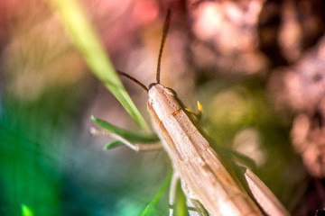 Macro shot of grasshopper, caught while picking mushrooms and cranberries in forest in early autumn. Bugs and insects are hiding in warm green, thick, wet moss layer and grass. Last sunny summer days.