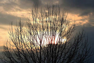 Rami d'albero al tramonto