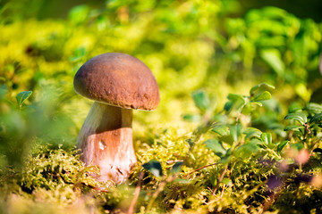 Picking mushrooms and cranberries in forest in early autumn. Last sunny summer days. Mushrooms and berries are growing in warm green, thick, wet moss layer. Perfect weather for outdoor activities.