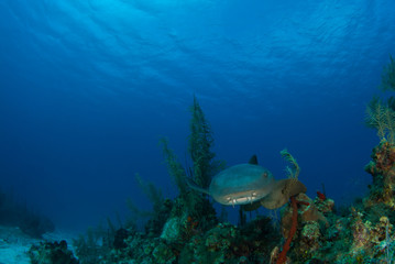 Fototapeta na wymiar A nurse shark set against the beautiful blue background of the Caribbean Sea. The warm tropical reef is the perfect habitat for predators like this. Image was taken by a scuba diver in Grand Cayman