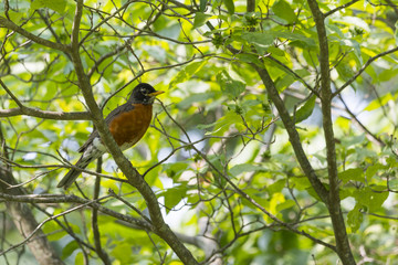 American Robin