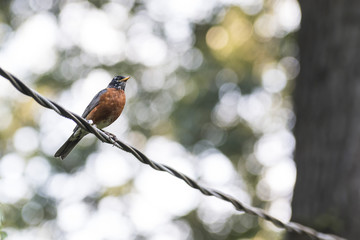 American Robin
