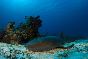 A nurse shark rests on the sand in front of a tropical caribbean coral reef. This predator likes the warm clear water that is his ntural habitat and home in Grand Cayman