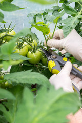 Woman is pruning   tomato plant branches in the greenhouse , worker  pinches off the shoots or...
