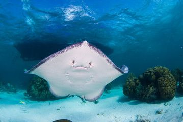 A southern stingray cruises through the shallow warm water in the caribbean sea. This location in...