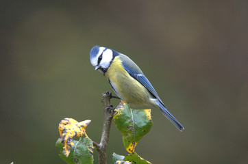 Fototapeta premium Blaumeise auf Ast